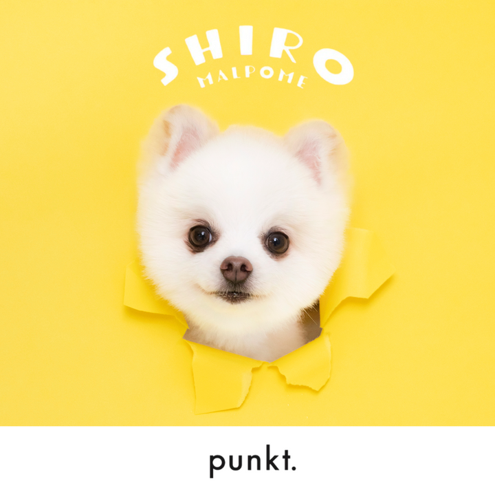 punkt.撮影会